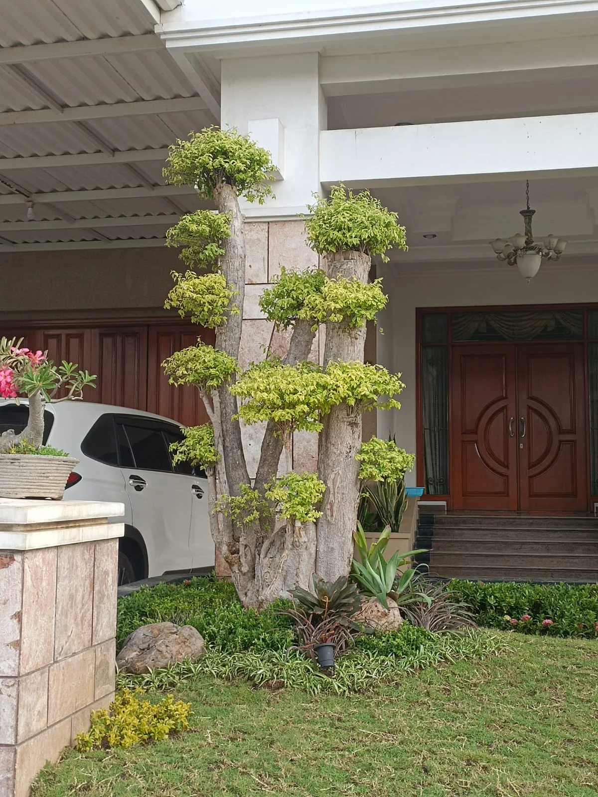 Lanskap Berkarakter & Penataan Pohon Matang