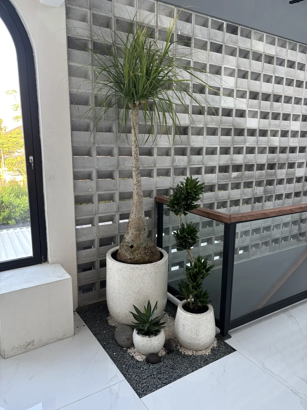 Bonsai Ficus Berkarakter